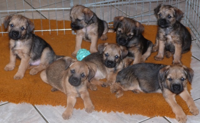 De La Planete Du Petit Prince - Border Terrier - Portée née le 06/12/2012